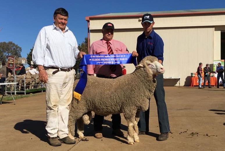 Winner of the Elders Midstate Field Day Hogget Ram Competition